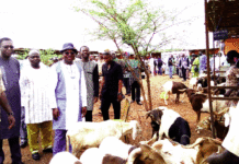 5e Foire Tabaski: des ruminants pour toutes les bourses