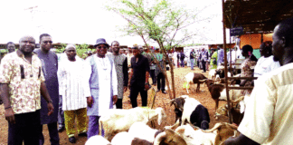 5e Foire Tabaski: des ruminants pour toutes les bourses