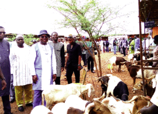 5e Foire Tabaski: des ruminants pour toutes les bourses