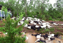 Accident de la route sur la nationale n°1