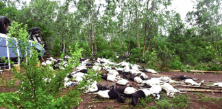 Accident de la route sur la nationale n°1