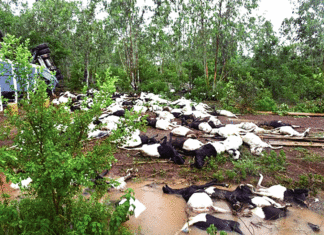 Accident de la route sur la nationale n°1