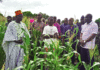 Campagne agricole humide 2019-2020 : Une bonne physionomie au Centre-Sud et au Centre-Est