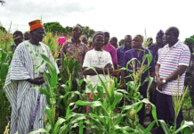Campagne agricole humide 2019-2020 : Une bonne physionomie au Centre-Sud et au Centre-Est