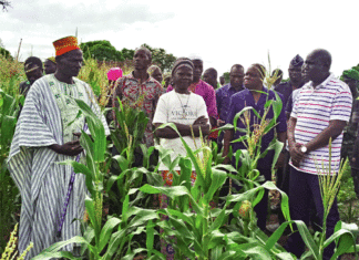 Campagne agricole humide 2019-2020 : Une bonne physionomie au Centre-Sud et au Centre-Est