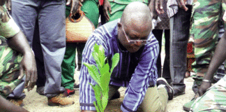 Journée nationale de l’arbre : 598 000 plants pour restaurer la Boucle du Mouhoun