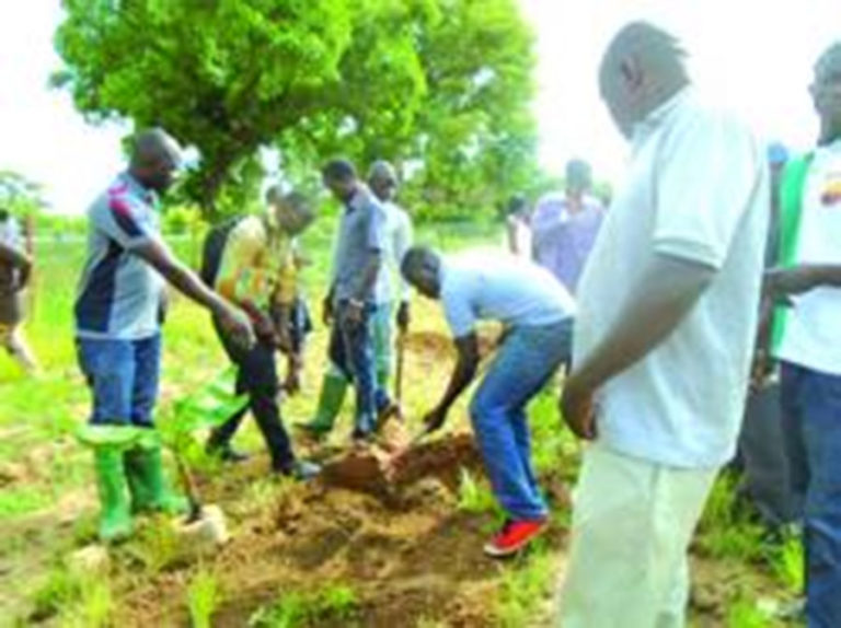 Centre agroécologique: 500 plants mis en terre et 1000 autres distribués