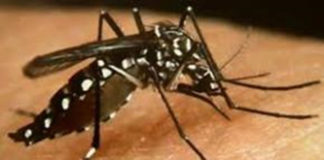 Communication sur la dengue a l’attention de la population