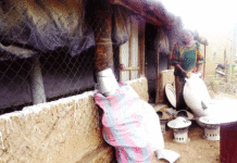 Entrepreneuriat féminin: ces amazones du développement rural