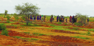 Récupération de terres dégradées dans le Séno