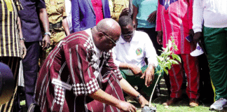 Journée nationale de l’arbre : Pour “faire pousser” l’écocitoyenneté