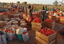 Production de légumes à Oulo: La tomate sahélienne attire Ghanéens, Nigériens
