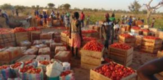 Production de légumes à Oulo: La tomate sahélienne attire Ghanéens, Nigériens