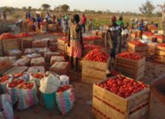 Production de légumes à Oulo: La tomate sahélienne attire Ghanéens, Nigériens
