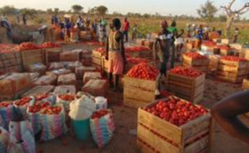 Production de légumes à Oulo: La tomate sahélienne attire Ghanéens, Nigériens