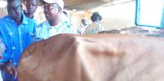 Elevage laitier : L’insémination artificielle pour plus de productivité…