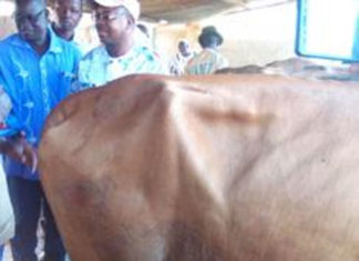 Elevage laitier : L’insémination artificielle pour plus de productivité…