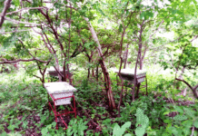 Conservation de la nature: la contribution des populations dépendantes des forêts