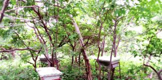 Conservation de la nature: la contribution des populations dépendantes des forêts