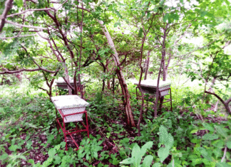 Conservation de la nature: la contribution des populations dépendantes des forêts