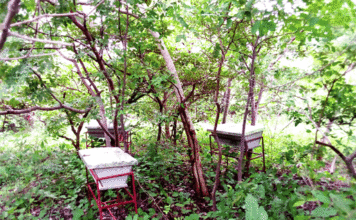 Conservation de la nature: la contribution des populations dépendantes des forêts