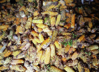 Pluies d’octobre dans le Nahouri : d’importantes récoltes de maïs et de riz dévastées