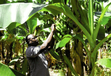 Entrepreneuriat agricole : Ces jeunes diplômés devenus agrobussinesmen