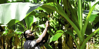 Entrepreneuriat agricole : Ces jeunes diplômés devenus agrobussinesmen