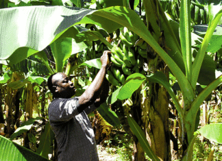 Entrepreneuriat agricole : Ces jeunes diplômés devenus agrobussinesmen