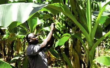 Entrepreneuriat agricole : Ces jeunes diplômés devenus agrobussinesmen