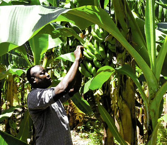Entrepreneuriat agricole : Ces jeunes diplômés devenus agrobussinesmen