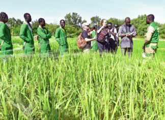 Sécurité alimentaire Qualiriz, une initiative au profit des producteurs de riz