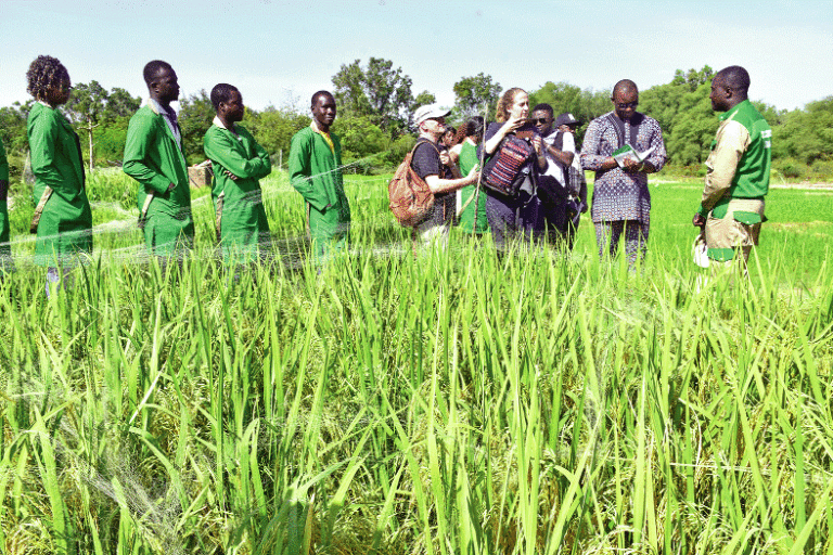 Sécurité alimentaire Qualiriz, une initiative au profit  des producteurs de riz