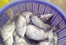 Pêche à Ouagadougou Du poisson contre vents et marées