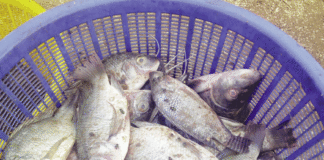 Pêche à Ouagadougou Du poisson contre vents et marées