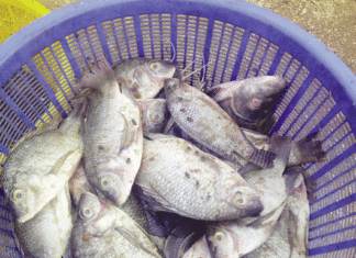 Pêche à Ouagadougou Du poisson contre vents et marées