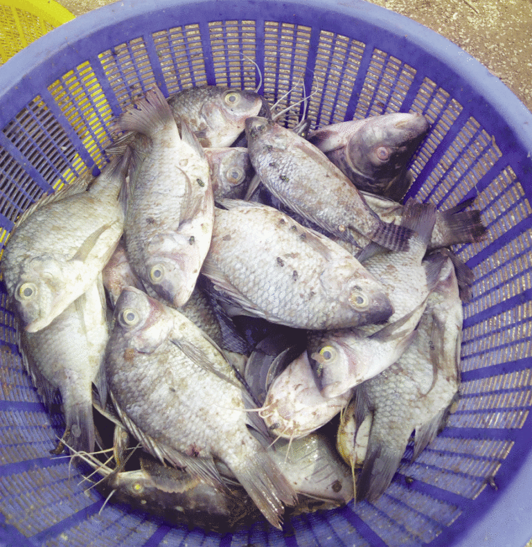 Pêche à Ouagadougou  Du poisson contre vents et marées