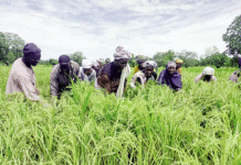 Accès des femmes aux terres aménagées Un parcours semé d’obstacles dans les Hauts-Bassins