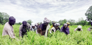 Accès des femmes aux terres aménagées Un parcours semé d’obstacles dans les Hauts-Bassins