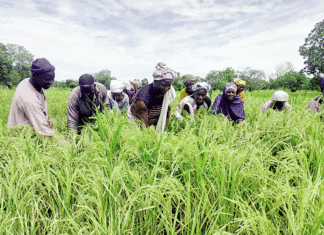Accès des femmes aux terres aménagées Un parcours semé d’obstacles dans les Hauts-Bassins