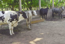 Elevage laitier : les vaches font de nouveaux salariés
