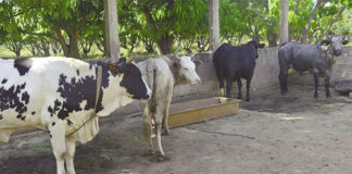 Elevage laitier : les vaches font de nouveaux salariés