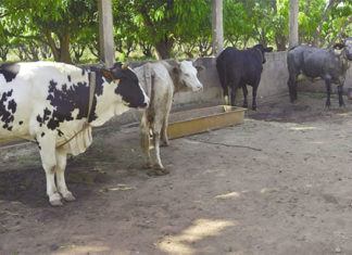 Elevage laitier : les vaches font de nouveaux salariés