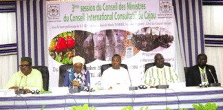 Conseil international consultatif du cajou : Donner une nouvelle dynamique à la filière en Afrique