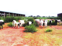Marché de fruits de Orodara : un chantier à l’abandon