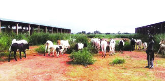 Marché de fruits de Orodara : un chantier à l’abandon