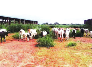 Marché de fruits de Orodara : un chantier à l’abandon