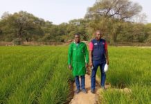 Lutte contre l’insécurité alimentaire: De nouvelles variétés de riz KBR pour booster la production