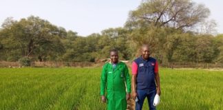 Lutte contre l’insécurité alimentaire: De nouvelles variétés de riz KBR pour booster la production