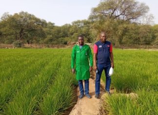 Lutte contre l’insécurité alimentaire: De nouvelles variétés de riz KBR pour booster la production